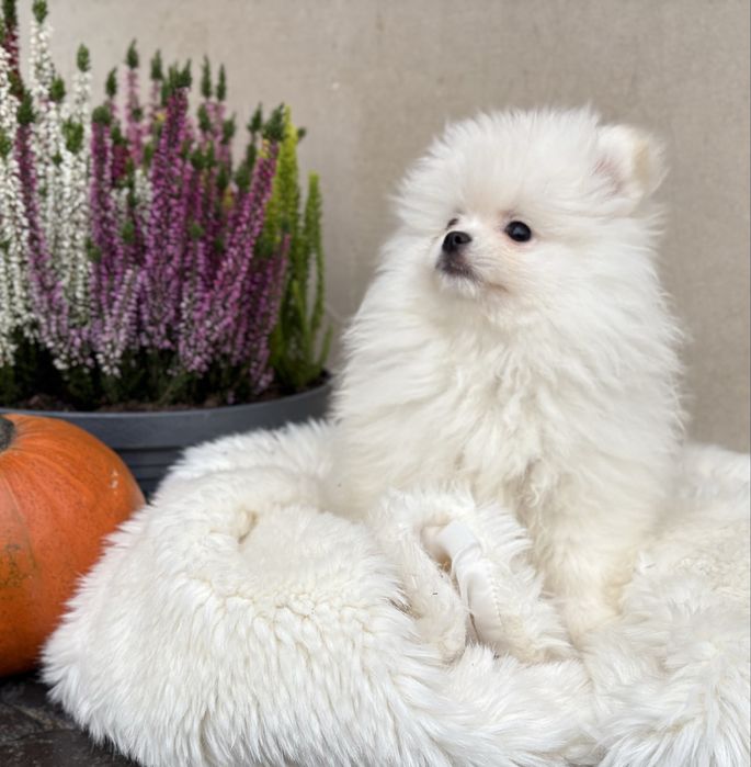 Puszysta biała suczka szpic miniaturowy Pomeranian
