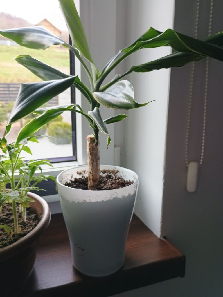 Kwiatek dracena wonna