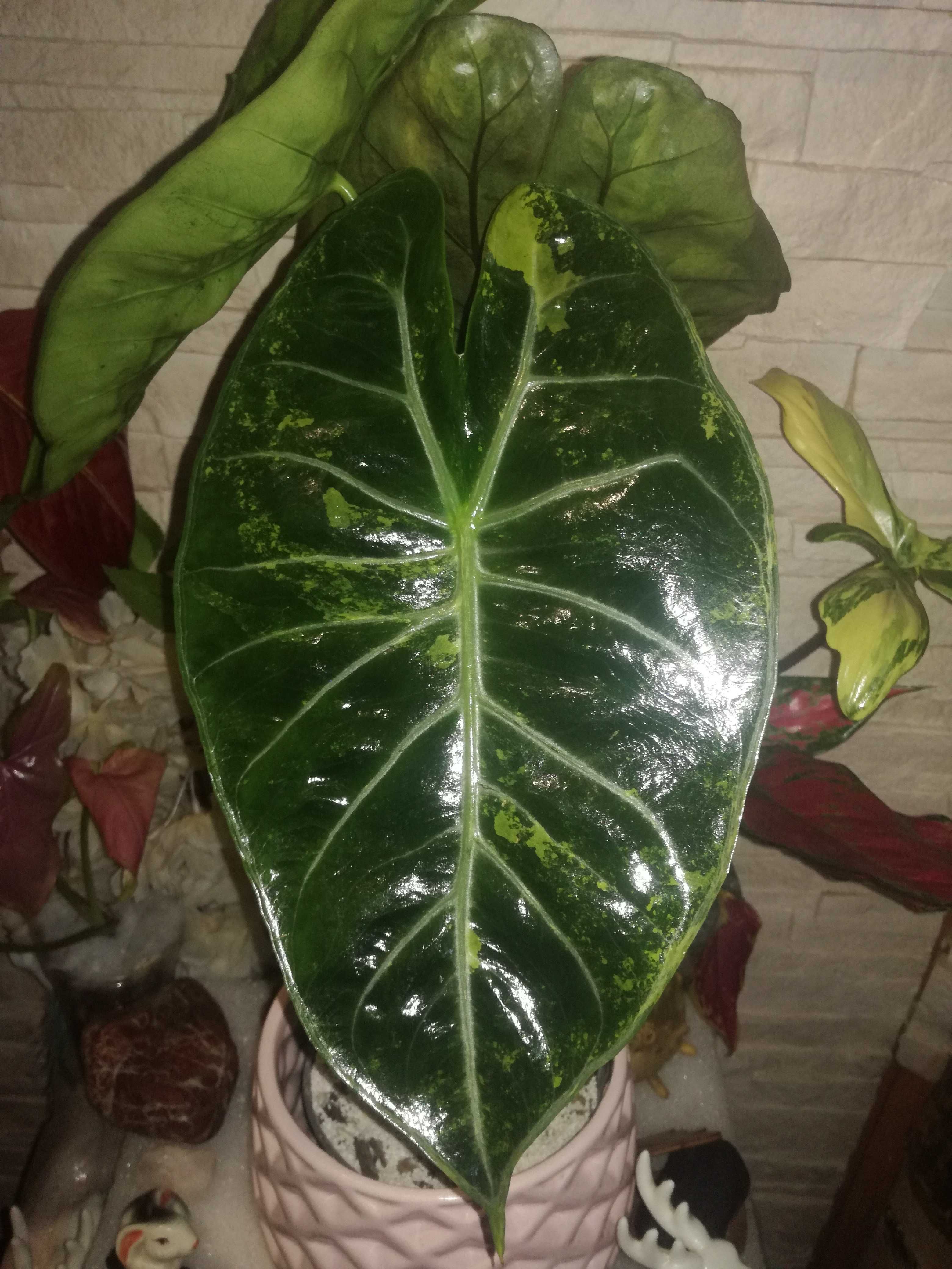 INTERNATIONAL Alocasia Pink Dragon Variegata alokazja bulb philodendro