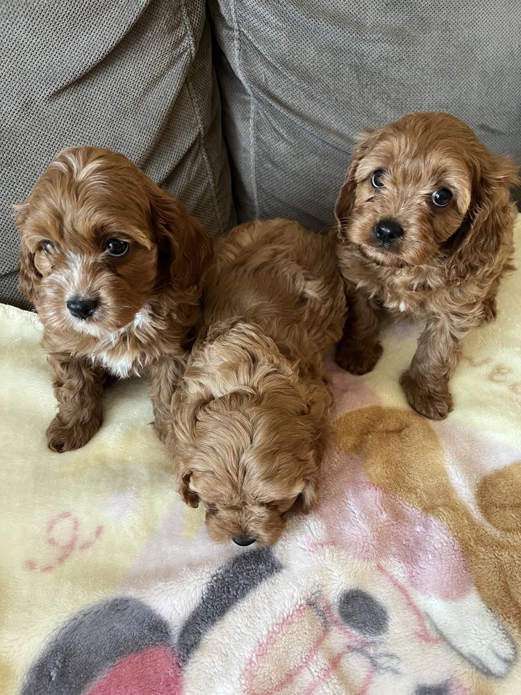 Cavapoo pudel&cavalier juz do odbioru