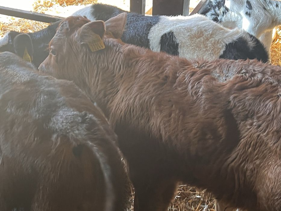 Sprzedam 13 cielat polskich