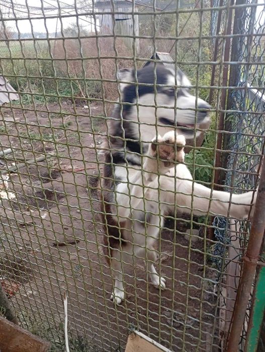 Oddam psa w dobre ręce