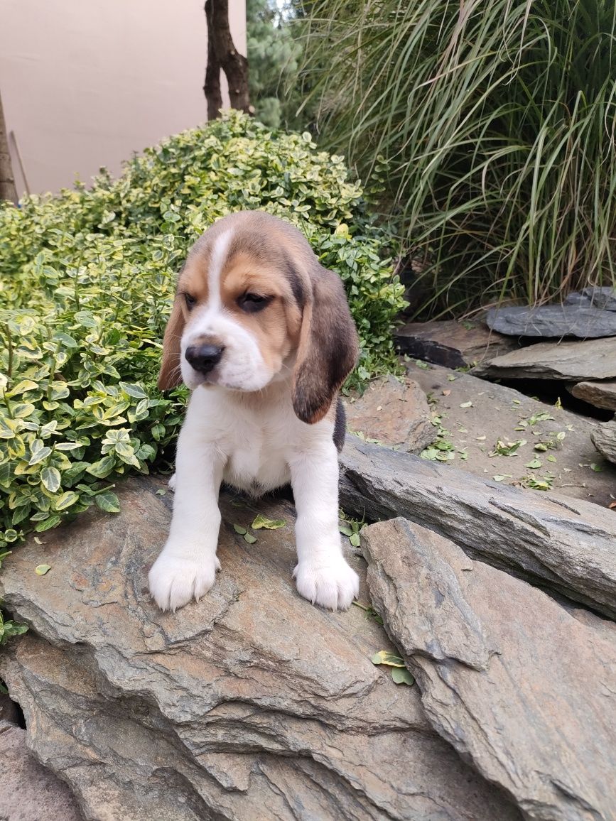 Beagle piesek trikolor