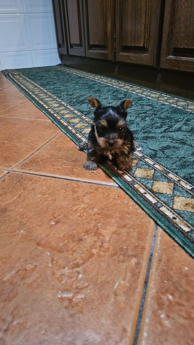 Yorkhire terrier macho