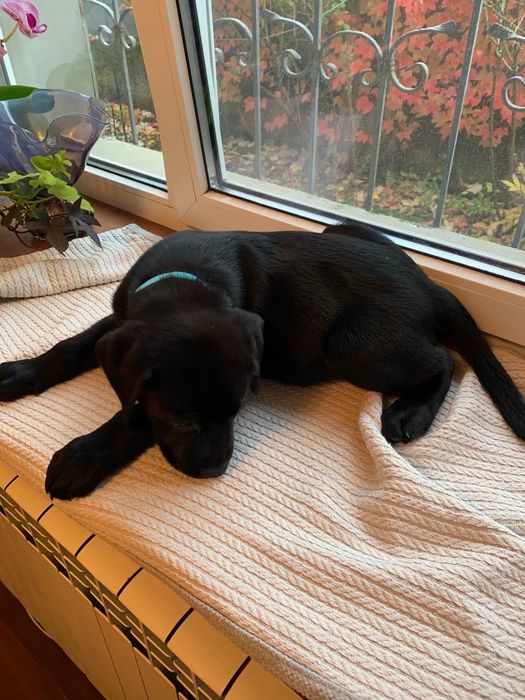 Щенки лабрадора ретривера черные