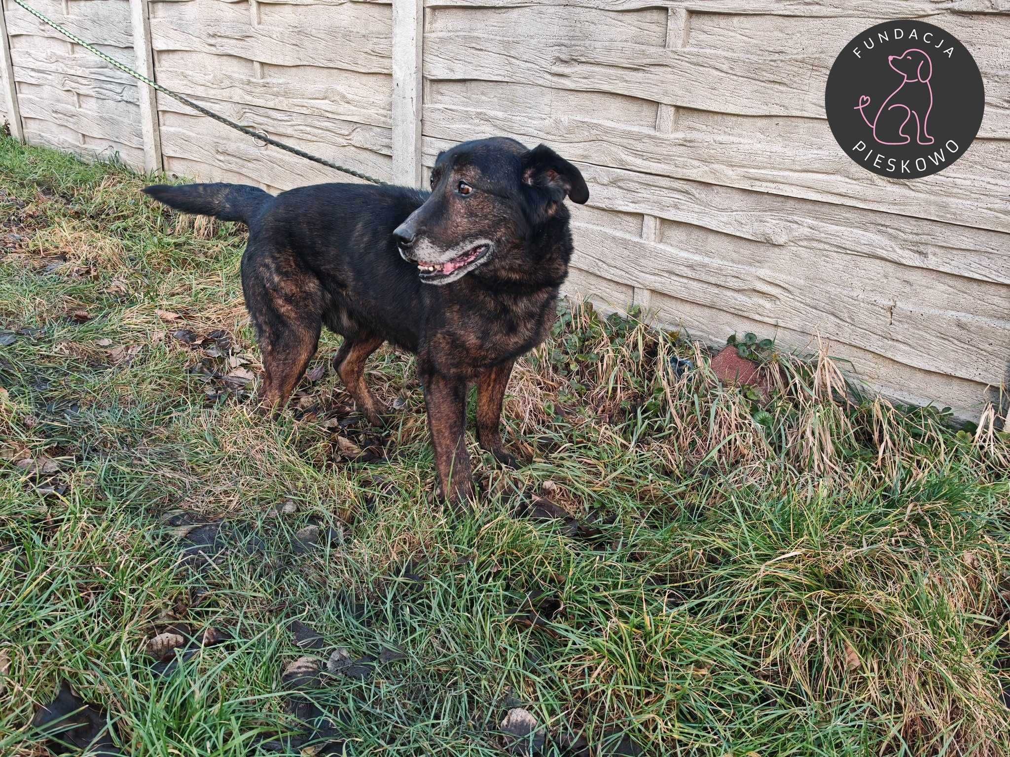 Brutus szuka domu < 3