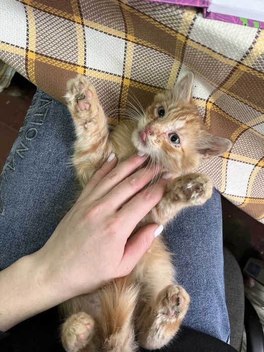Котенята , які потребують вашої любові