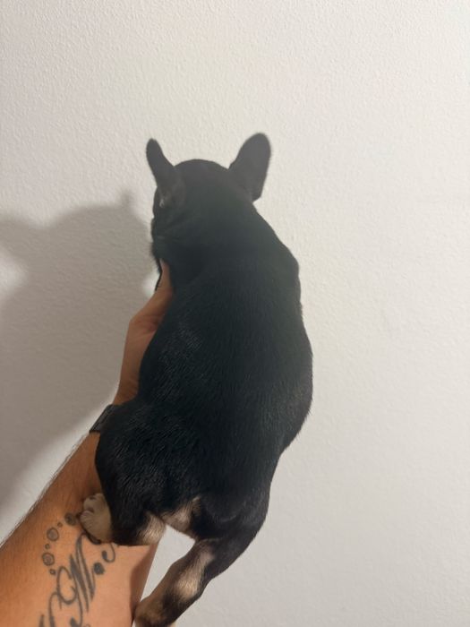 Buldogue Francês Menina Black Tan