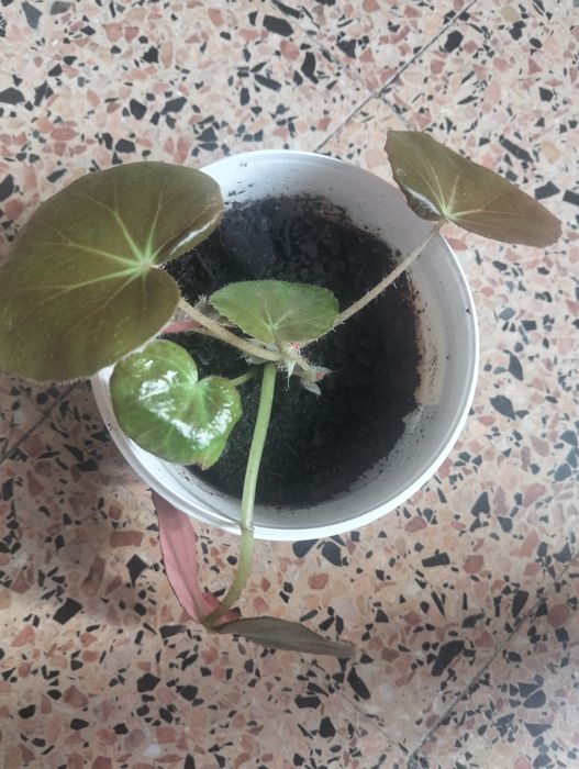 Pequena planta begónia