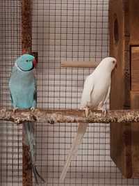 Пара ожереловых попугаев синий и белая