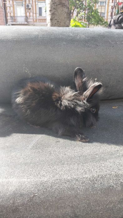 Декоративні кролики