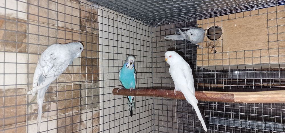 Periquitos inglêses