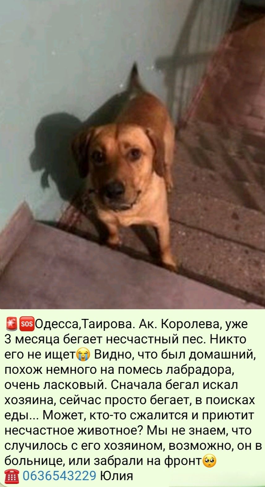 Отдам даром в добрые руки собаку метис лабрадора
