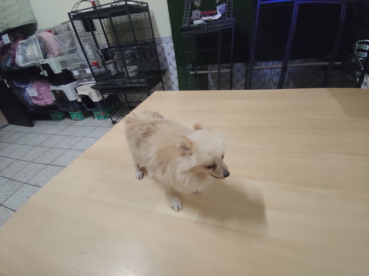 Spitz alemão anão com 1 ano Lulu da Pomerânia super mini peso máximo e