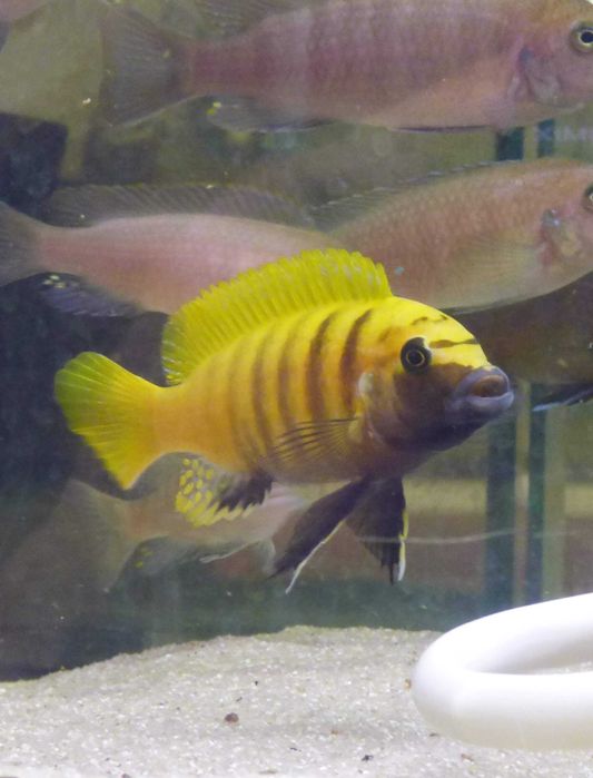 Ciclídeos Africanos Malawi Disponíveis