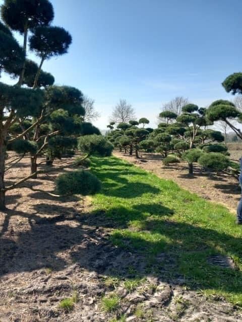 Bonsai-Niwaki formowane sosna cis jałowiec. Laurowiśnia jodła szmaragd