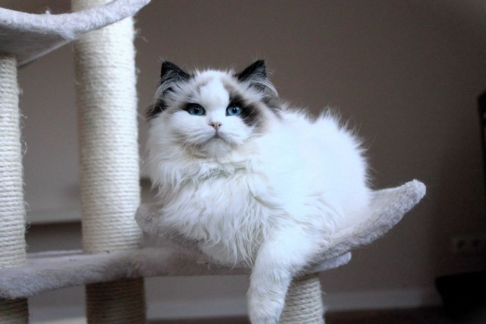 Kotka Ragdoll- rodowód FPL