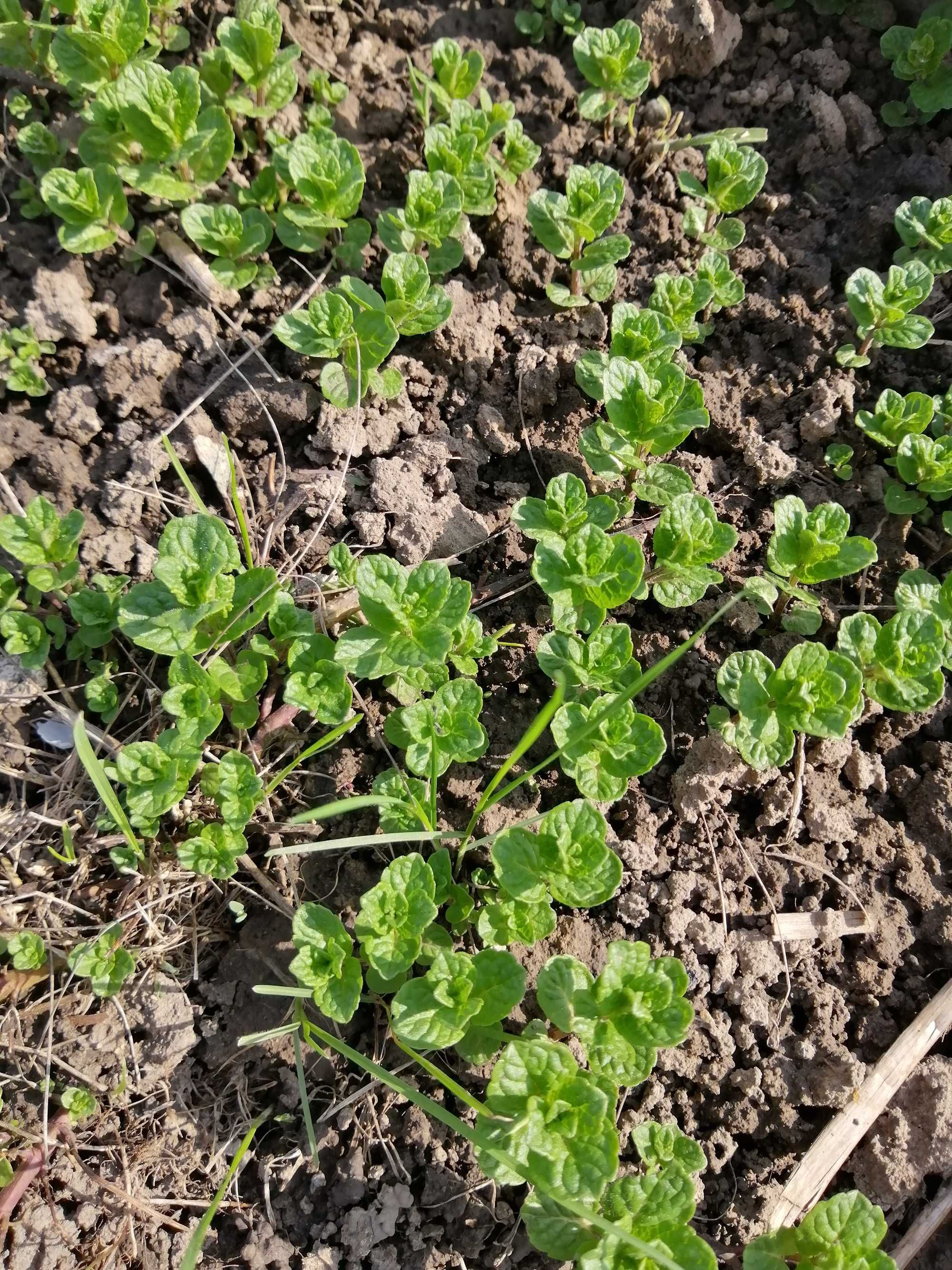 Продам м'яту мароканську, королівську, шоколадну та інші