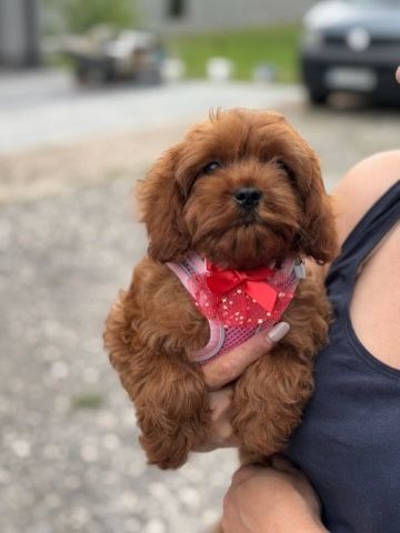 Cavapoo pudel toy suczka do odbioru!!
