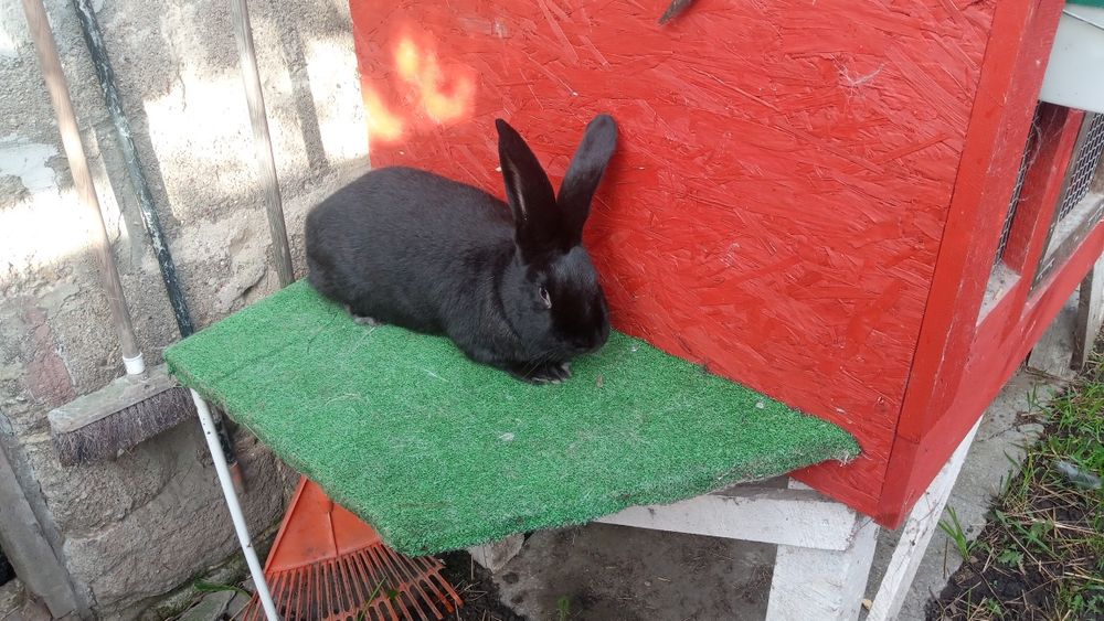 Olbrzym niemiecki srokacz czarny samiec