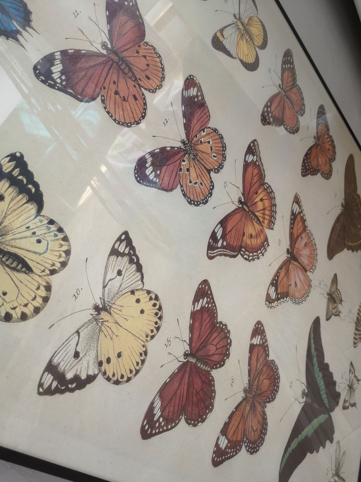 Ikea duży obraz rama amtyrama plakat motyle boho retro 71x101