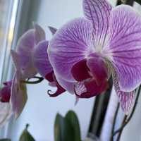 Домашні орхідеї