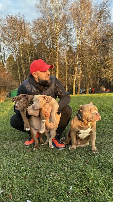 American bully pocet