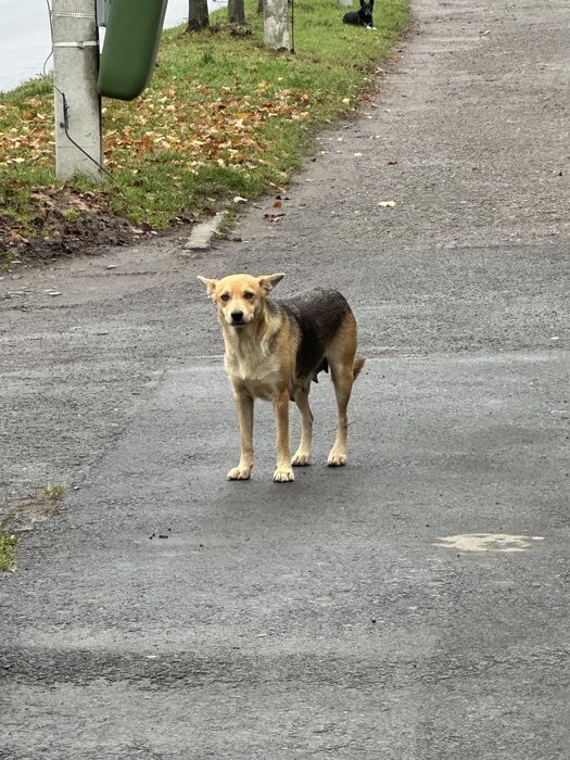 Лагідна собачка Жужа шукає дім! Стерилізація та вакцинація будуть.