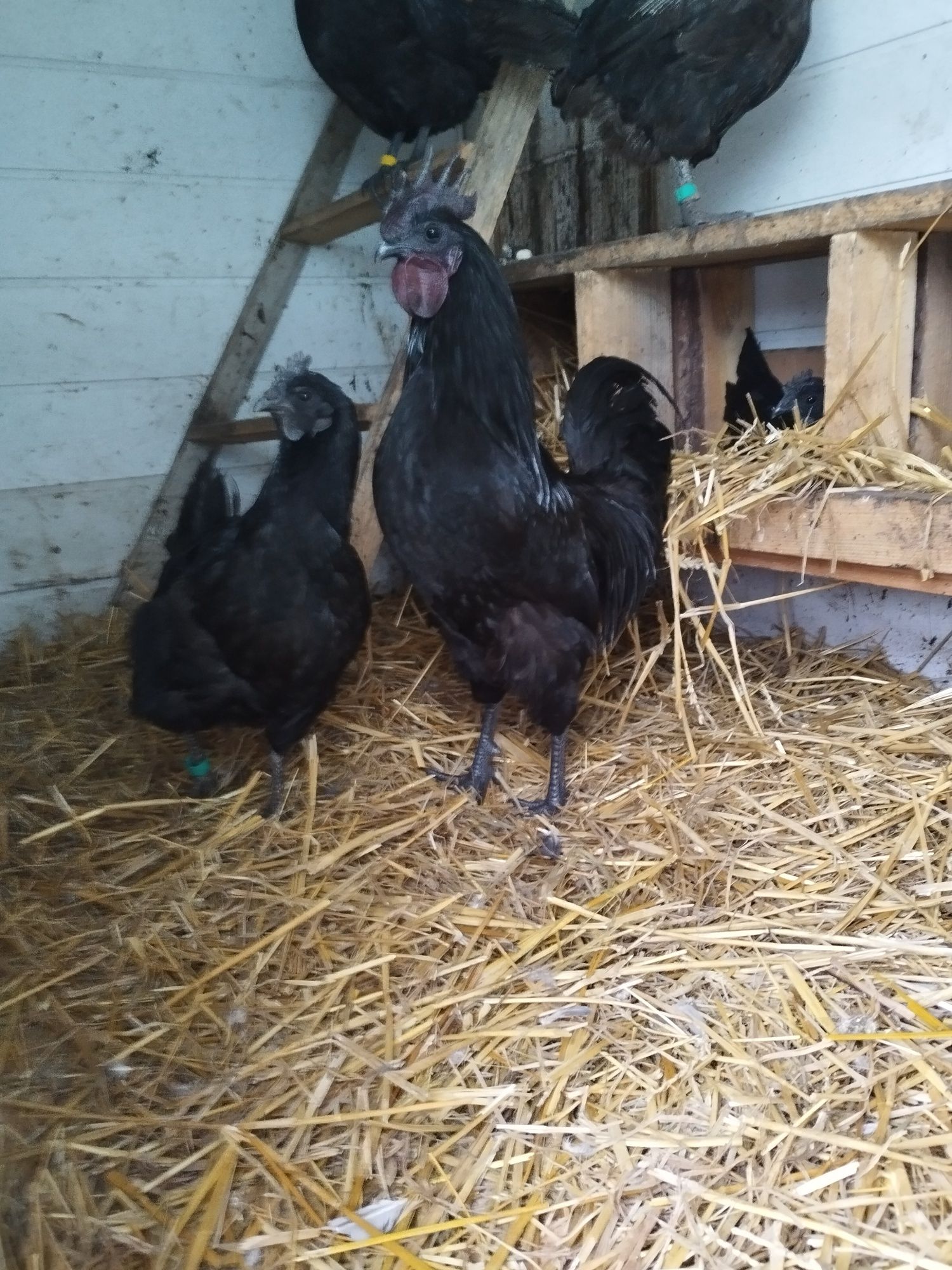 Ayam cemani jajka lęgowe