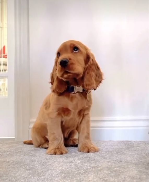 Продаж та доставка по Україні цуценят.