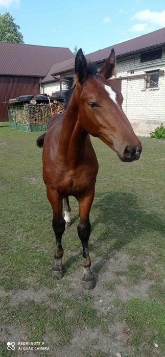 Ogierek śląski do rezerwacji