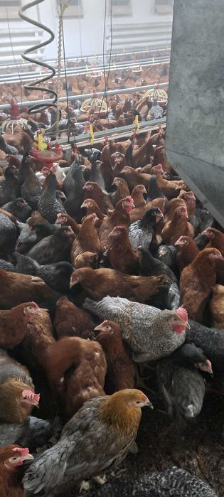 NIOSKI kury wszystkie rasy od 10 do 26 tyg. Jajka z wolnego wybiegu !