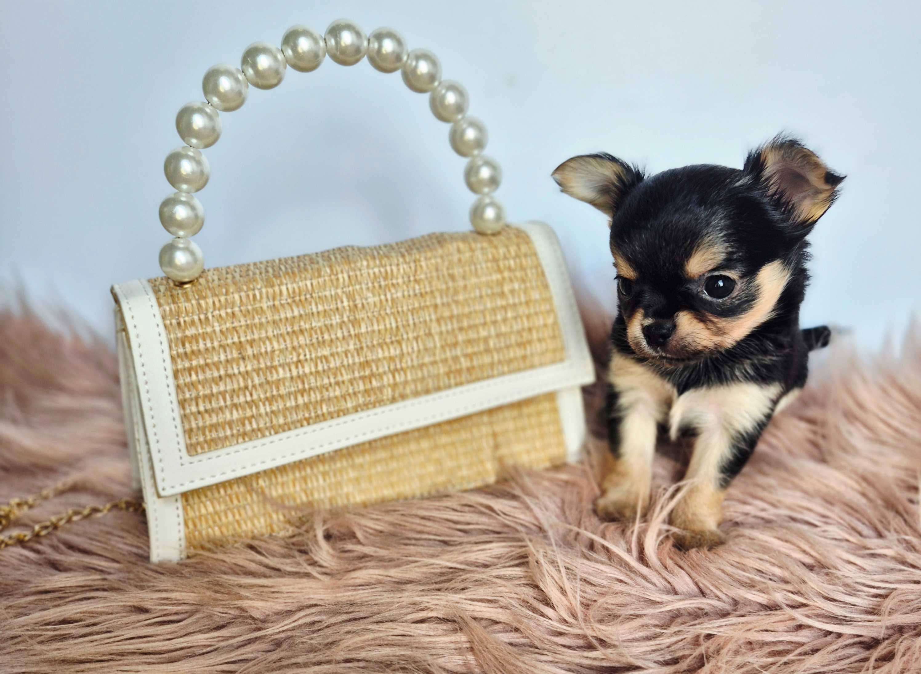 Chihuahua z Hodowli pieski z kaszub