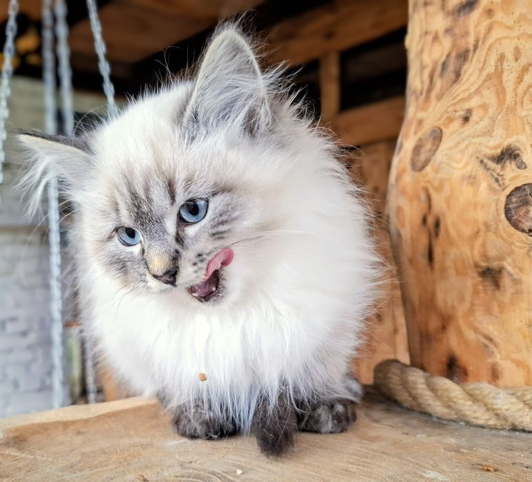 Słodziaki Neva Masquerade FPL