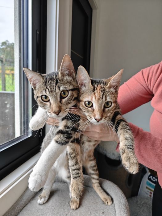 Gatinhos adoráveis para adoção — Macho e Fêmea, 3 meses, inseparáveis