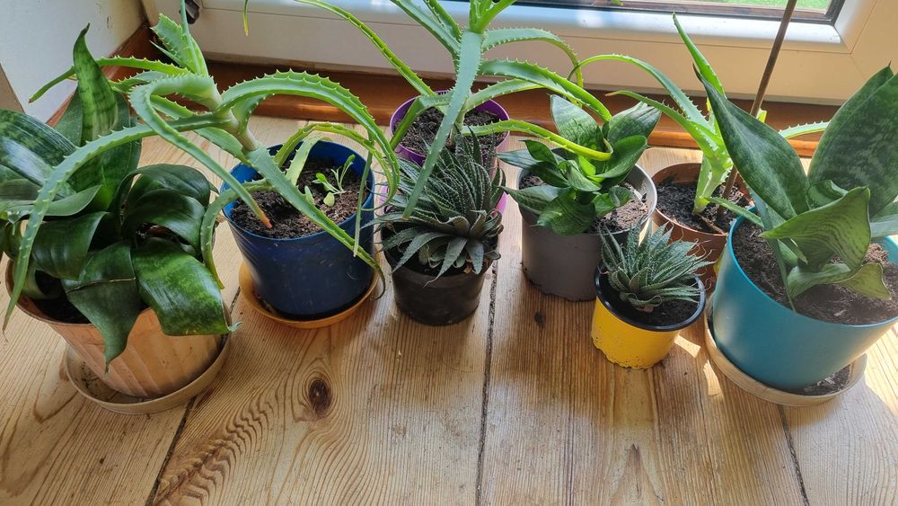 kwiaty sansewieria, aloes i sukulent