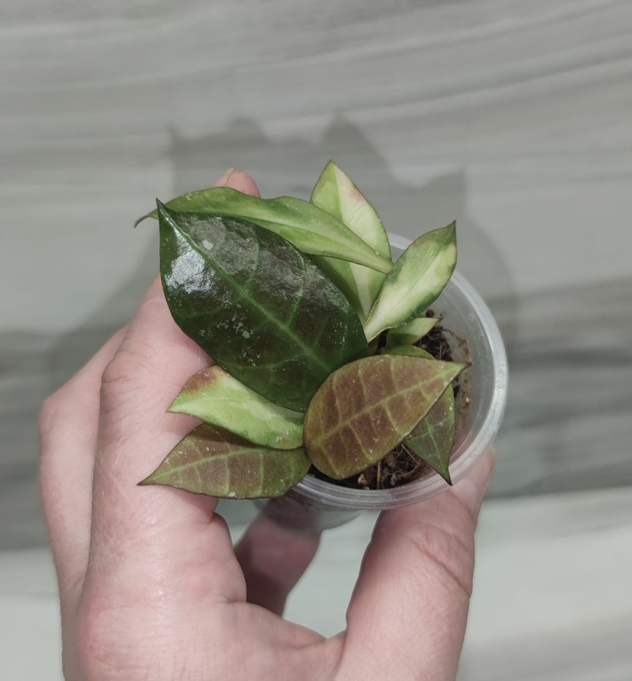 Хойя Hoya, Dischidia, Walliniana var. та ін.