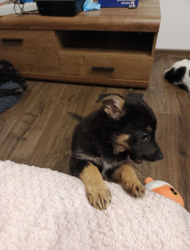 Cztery bajkowe księżniczki do adopcji