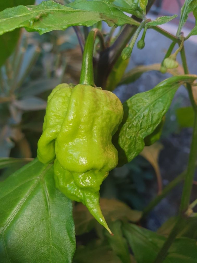 Sementes de Carolina Reaper Verde