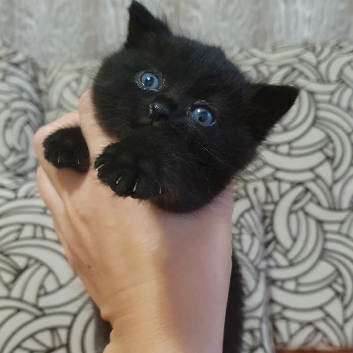 Кошеня чорне 1,5 міс дівчинка