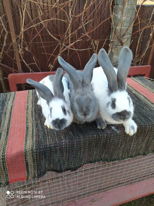 Кролики породи НСВ