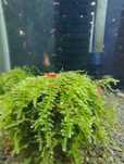Krewetki Red Cherry