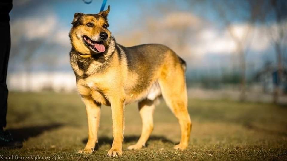 3 lata w schronisku. Roki szuka miłości i domu z ogrodem