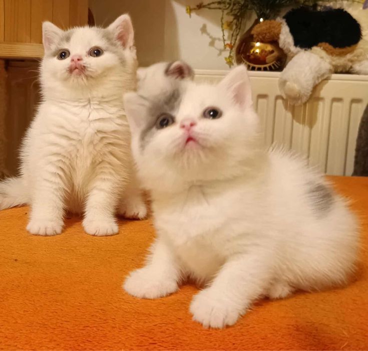 Kocurek brytyjski FPL