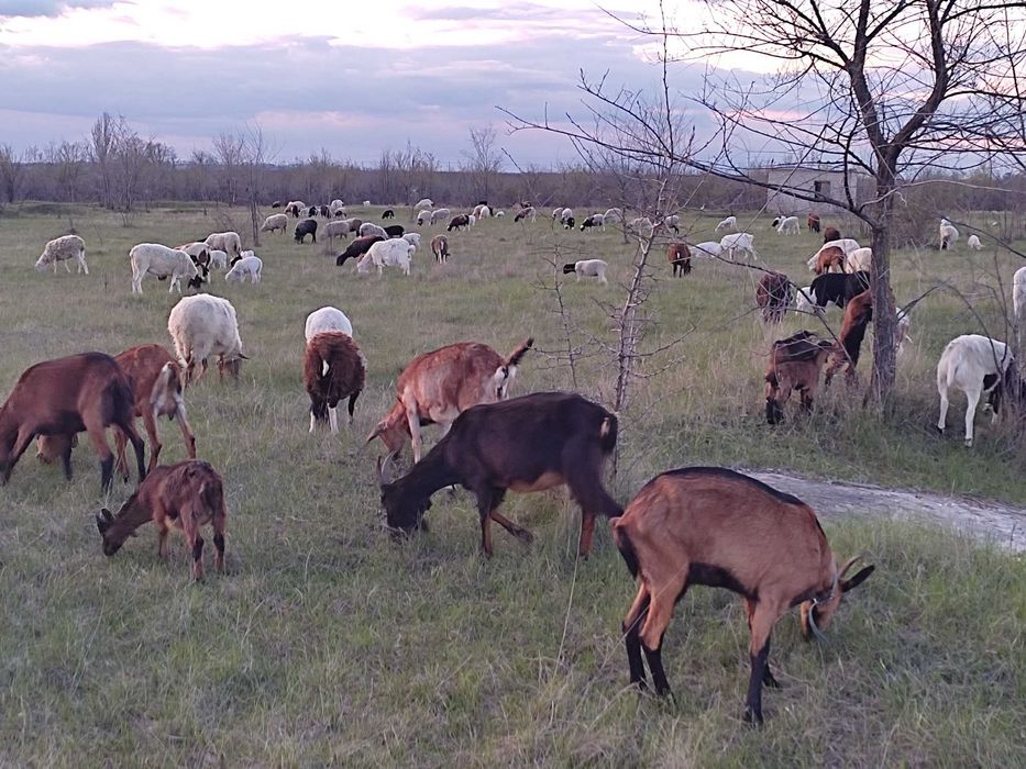 Продам дійних кіз або обмін на овець