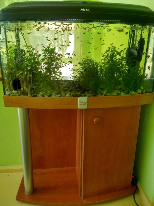 Kompletne akwarium z szafką, oświetleniem LED, rybami i roślinami