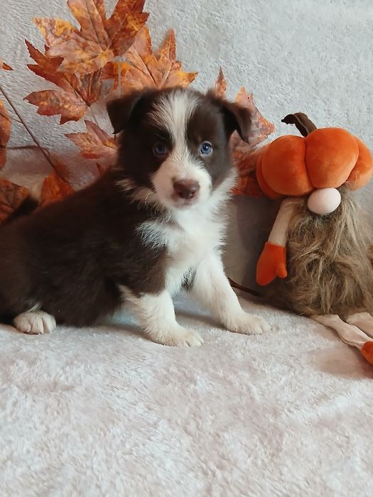 Border collie czekoladowo białe