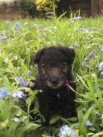 Szczenię Lakeland Terrier