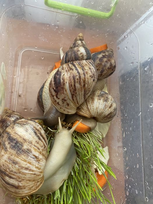 Ахатины улитки