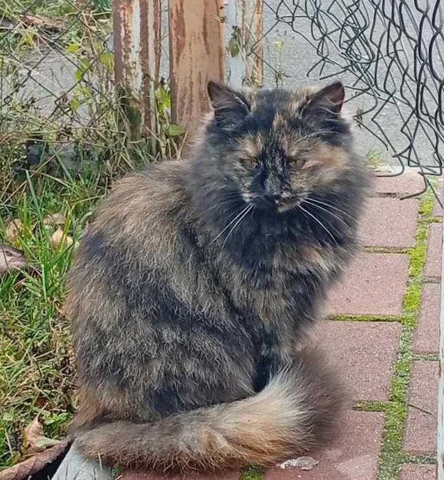 Молоденькі кішечки в добрі руки.